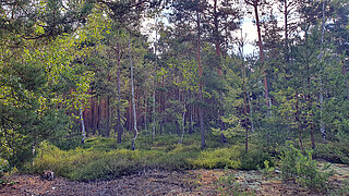 Wald mit Birken und Kiefern