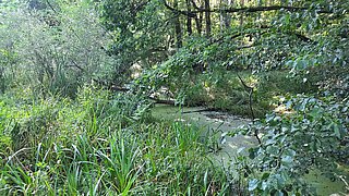 Der Cantdorfer Wiesenteich vor der Renaturierung