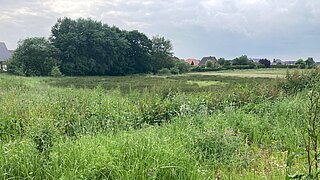 Eine Gras- und Schilfwiese mit einem Graben, im Hintergrund Bäume