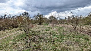 Grüner Ring in Halle