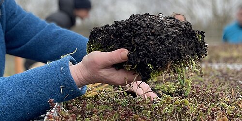 Hand mit Bodenschicht aus einer Substratplatte, die aus Moorpflanzen hergestellt wurde