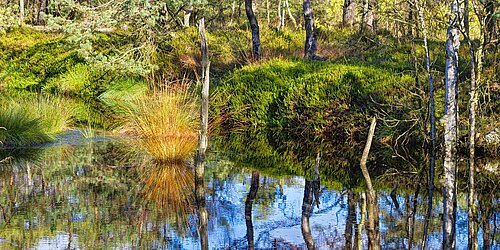 Stehendes Gewässer und Laubbäume in Moorlandschaft