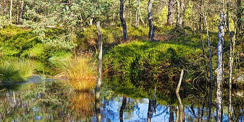 Stehendes Gewässer und Laubbäume in Moorlandschaft