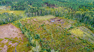 Luftaufnahme eines moorartigen Feuchtgebiets mit vereinzelten Bäumen und umgebendem Wald