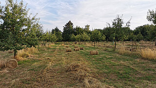 Streuobstwiese im Landkreis Görlitz