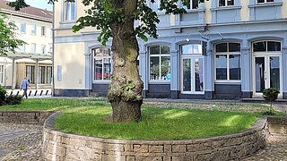 ein Baum in einem etwas höher gelegten Beet mit Steinumrandung, m Hintergrund Häuser 