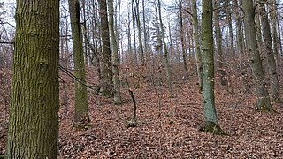 Wildnisfläche Am Wiegental/Hohe Schrecke