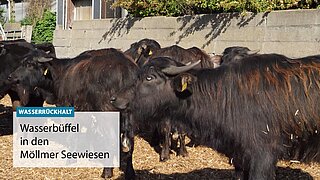 Vorschaubild zum Video 