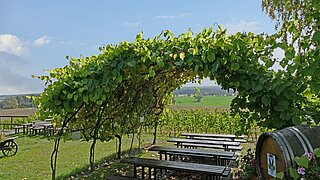 Weinanbau am Langen Berg in Schlieben