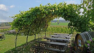 Weinanbau am Langen Berg in Schlieben