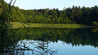 See mit grünem Wald im Hintergrund