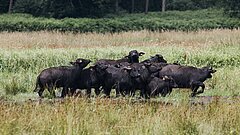Mehrere Wasserbüffel stehen auf einer Wiese, im Hintergrund ein Wald