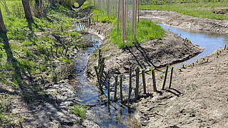 Bachlauf mit schlammigem Ufer und jungen Bäumen in einer grünen Landschaft