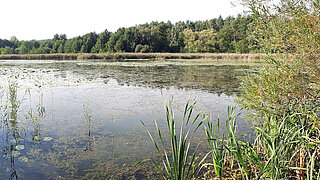 Gewässer vor der Renaturierung