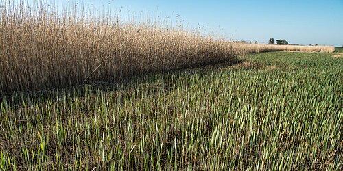 Moorlandschaft