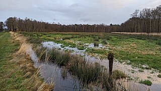 eine Moorlandschaft mit Grünflächen und Wasser, im Hintergrund Bäume