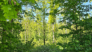Dichter Buchenwald im Sonnenlicht