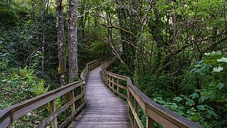 Ein Weg führt auf einer Holzbrücke durch einen Wald