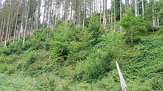 Junge Buchen vor absterbenden Fichten