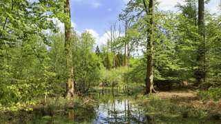 Ein Mischwald mit kleinem Gewässer