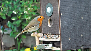 Ein Rotkehlchen sitzt vor einer Art Nistkasten 