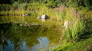 Renaturierter Teich mit Ufervegetation
