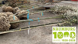 Bäume mit Ballen liegen zum Pflanzen bereit 