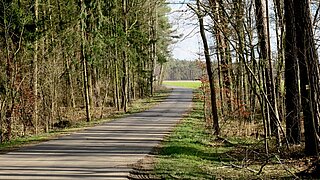Ein asphaltierter Radweg umgeben von Kiefernwald