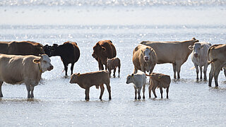Mehrere Rinder stehen im Wasser.