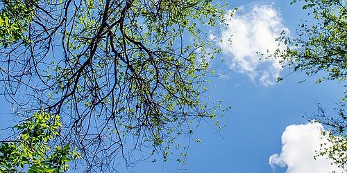 Laubbäume vor blauem Himmel