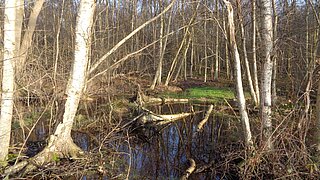 Birken in und am Wasser in einer Moorlandschaft