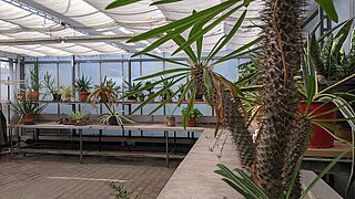 Mediterrane Pflanzen im Gewächshaus