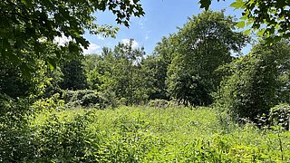 Eine Lichtung mit vielen wild wachsenden Pflanzen, umgeben von Bäumen 