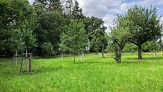 Eine Wiese mit Obstbäumen