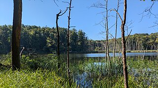 Landschaft mit Bäumen und Wäldern um einen See herum.