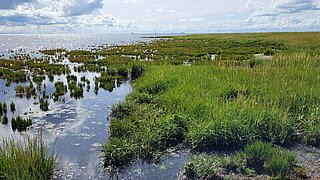 Wiesen und Wasser gehen ineinander über.