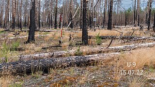 Eine Waldfläche mit z.T. gefällten Bäumen, in der Mitte ein Meßstab