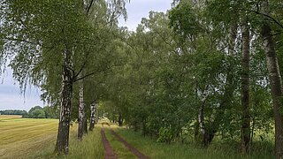 Ein Feldweg durch ein abgeerntetes Feld, rechts und links davon Birken