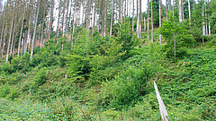 Ein dicht bewachsener Hang im Wald mit jungen Laubbäumen vor hohe Nadelbäume