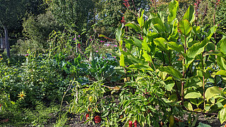 Pflanzen im Garten des Umweltbildungszentrums