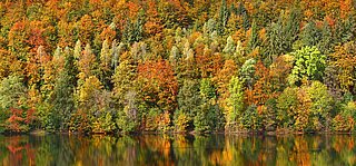 Ein herbstlicher Laubwald am Ufer eines Gewässers
