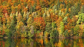 Ein herbstlicher Laubwald am Ufer eines Gewässers