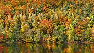 Ein herbstlicher Laubwald am Ufer eines Gewässers