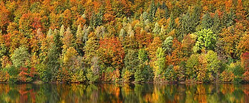  An autumn deciduous forest on the shore of a body of water