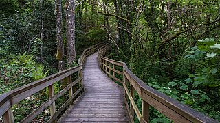 Ein Weg führt auf einer Holzbrücke durch einen Wald