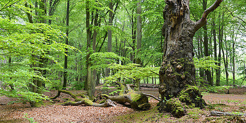 Naturnaher Laubmischwald