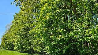 Waldsaum eines Buchenwaldes