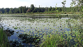 Gewässer vor der Renaturierung