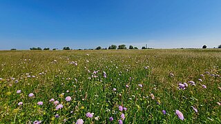 eine blühende Wiese, im Hintergrund einige Bäume