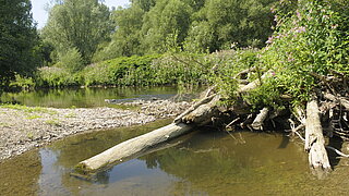 Eine Flusslandschaft mit einem umgestürzten Baum, im Hintergrund Wald, seitlich das Ufer
